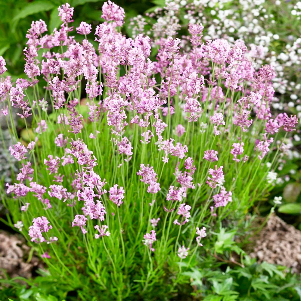 Rose Pink Lavender Seeds – Elegant Fragrant Blooms for Gardens & Bouquets - Image 5
