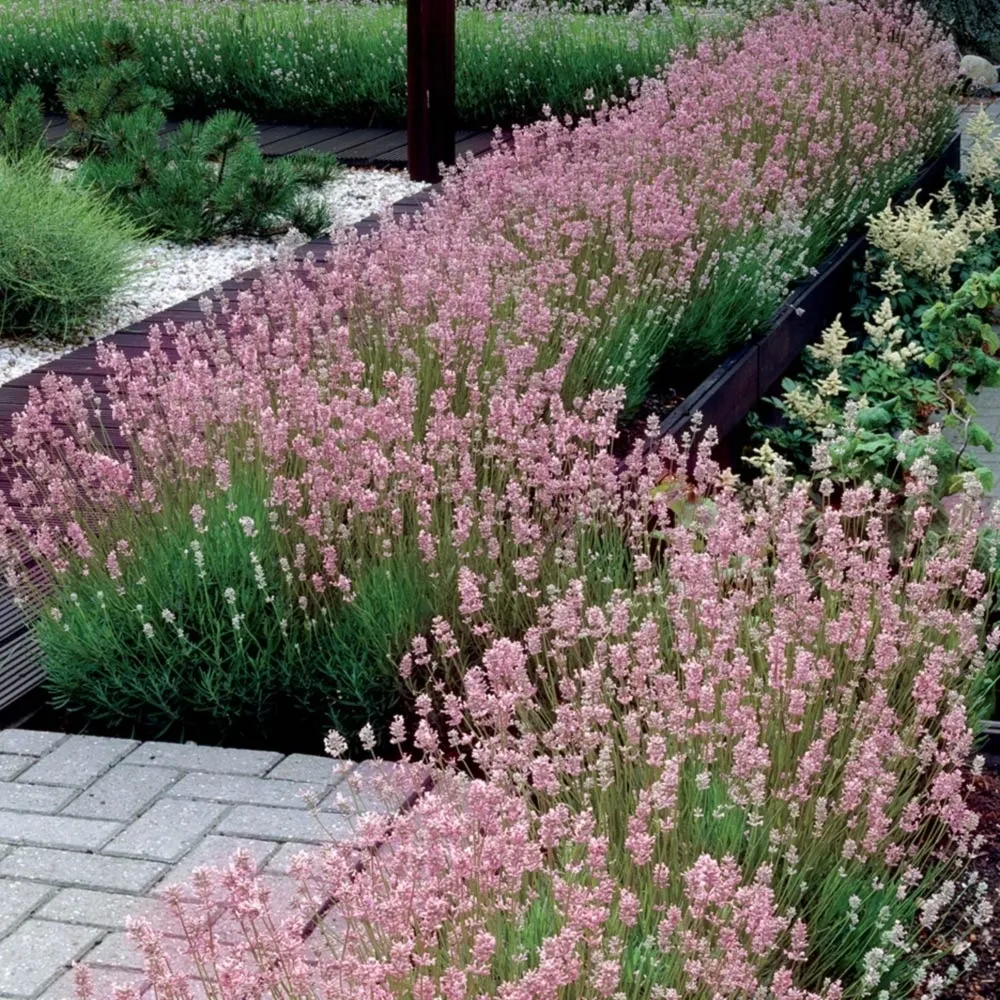 Rose Pink Lavender Seeds – Elegant Fragrant Blooms for Gardens & Bouquets - Image 6