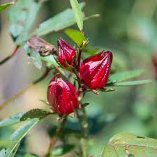 Rosella Seeds for Gardening - Open Pollinated, Heirloom Variety, Perfect for Home Gardeners and Sustainable Cultivation - Image 3