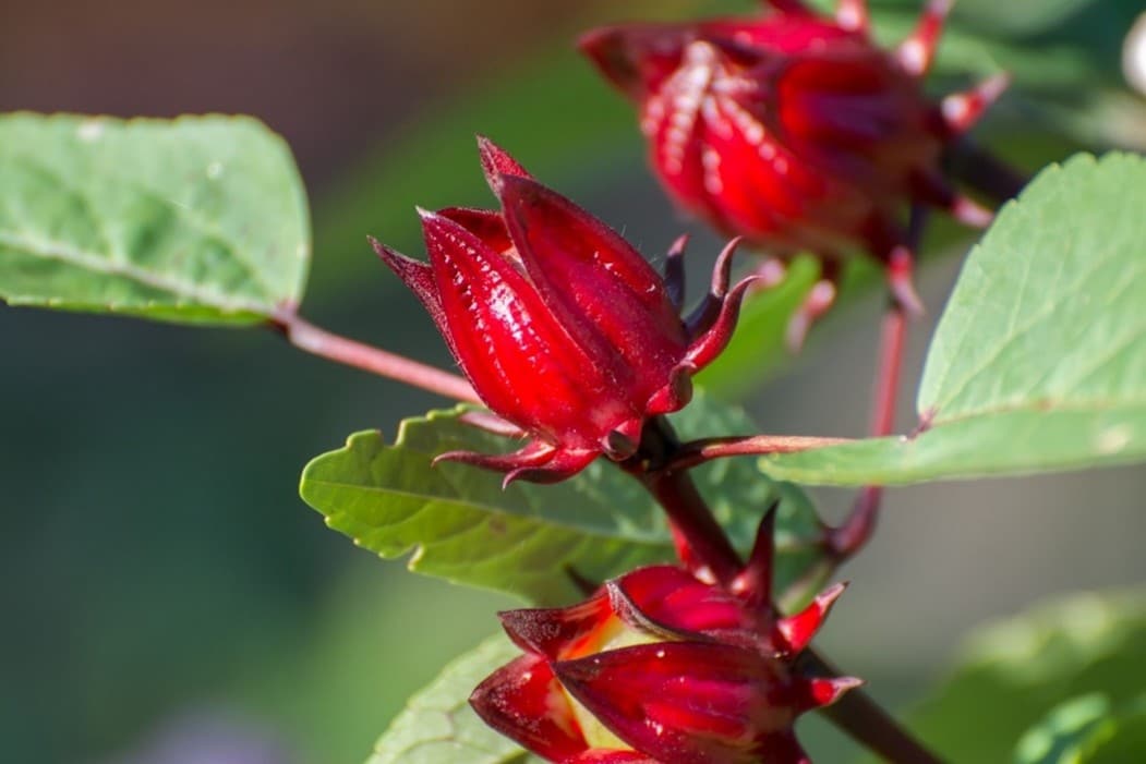 Rosella Seeds for Gardening - Open Pollinated, Heirloom Variety, Perfect for Home Gardeners and Sustainable Cultivation - Image 4