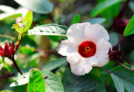 Roselle Hibiscus Seeds – Red Calyx, Hardy & High-Yield Variety