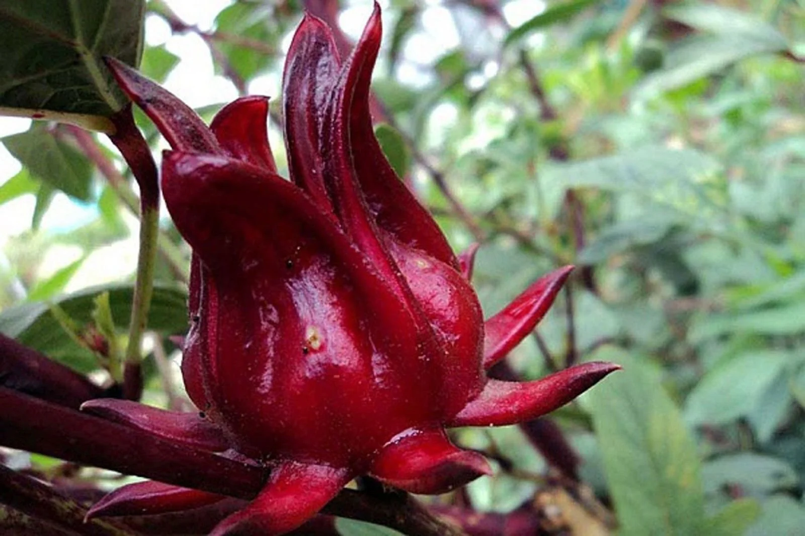 Roselle Hibiscus Seeds – Red Calyx, Hardy & High-Yield Variety - Image 3
