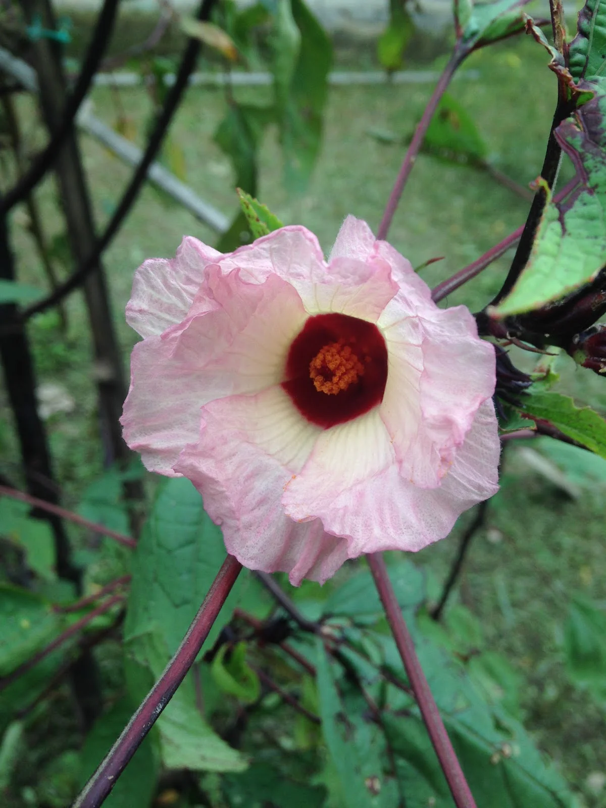 Roselle Hibiscus Seeds – Red Calyx, Hardy & High-Yield Variety - Image 4