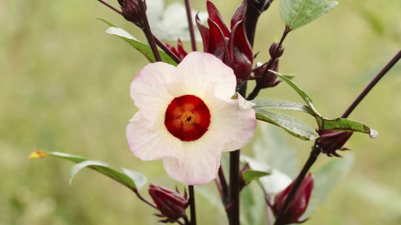 Roselle Hibiscus Seeds – Red Calyx, Hardy & High-Yield Variety - Image 5