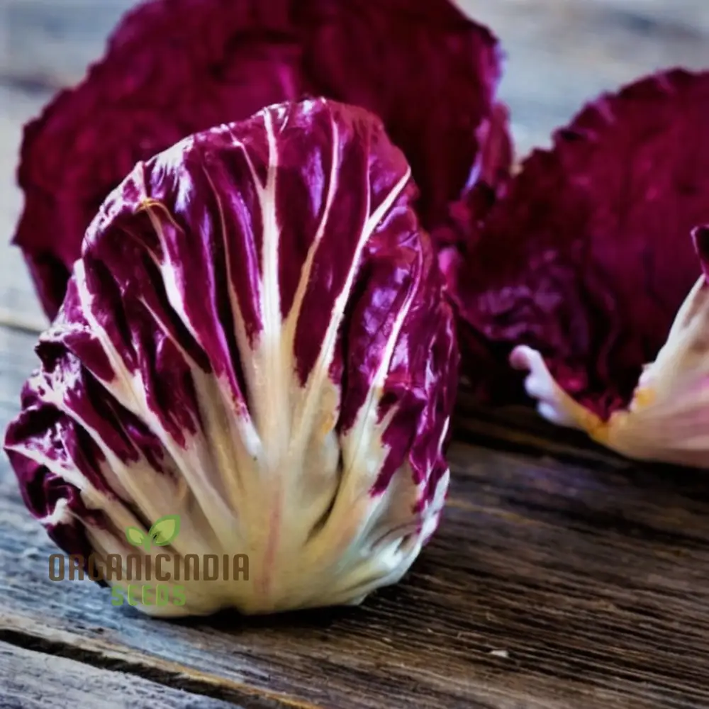 Rossa di Verona Radicchio Seeds for a Bounty of Fresh, Nutrient-Packed Greens Straight from Your Garden!