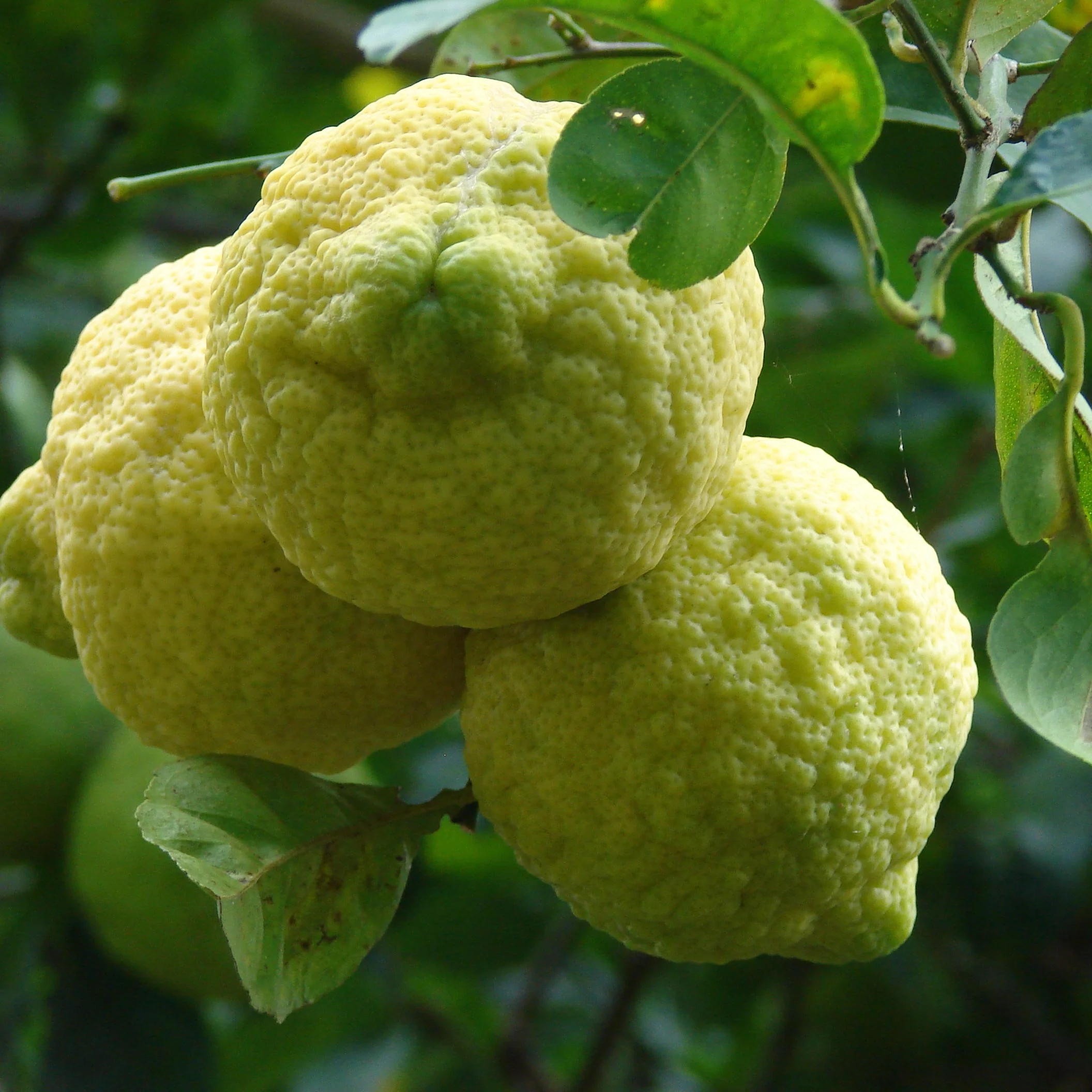 Rough Lemon Seeds for Planting – Grow Hardy Citrus Trees at Home