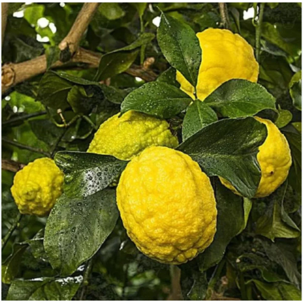 Rough Lemon Seeds for Planting – Grow Hardy Citrus Trees at Home - Image 2