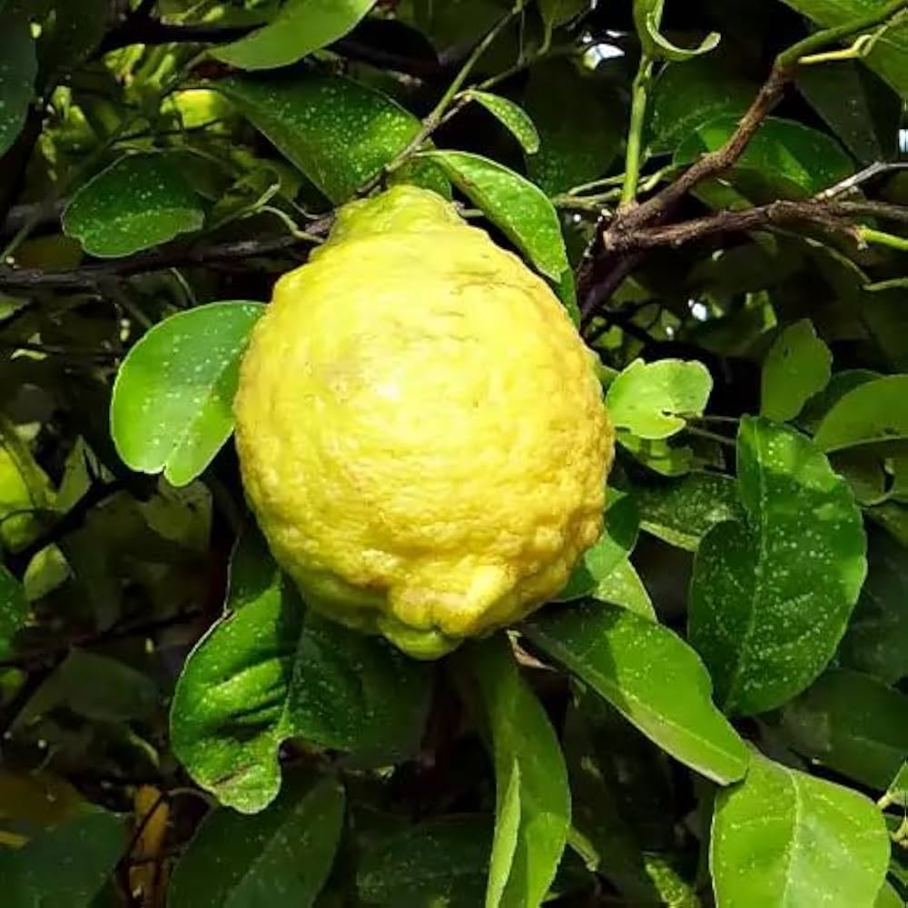 Rough Lemon Seeds for Planting – Grow Hardy Citrus Trees at Home - Image 3