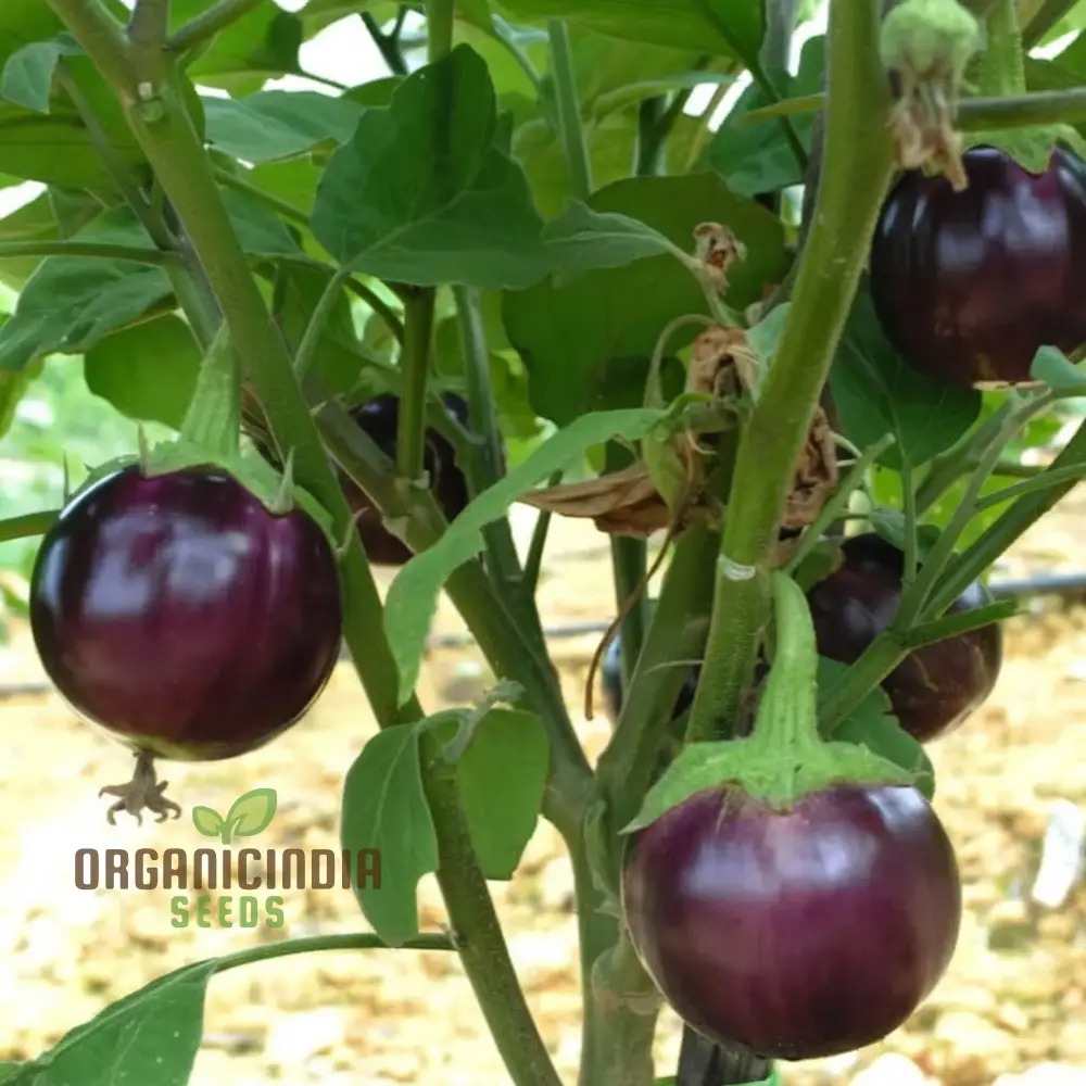 Round Purple Eggplant Vegetable Seeds, Grow Your Own Flavorful and Nutritious Produce