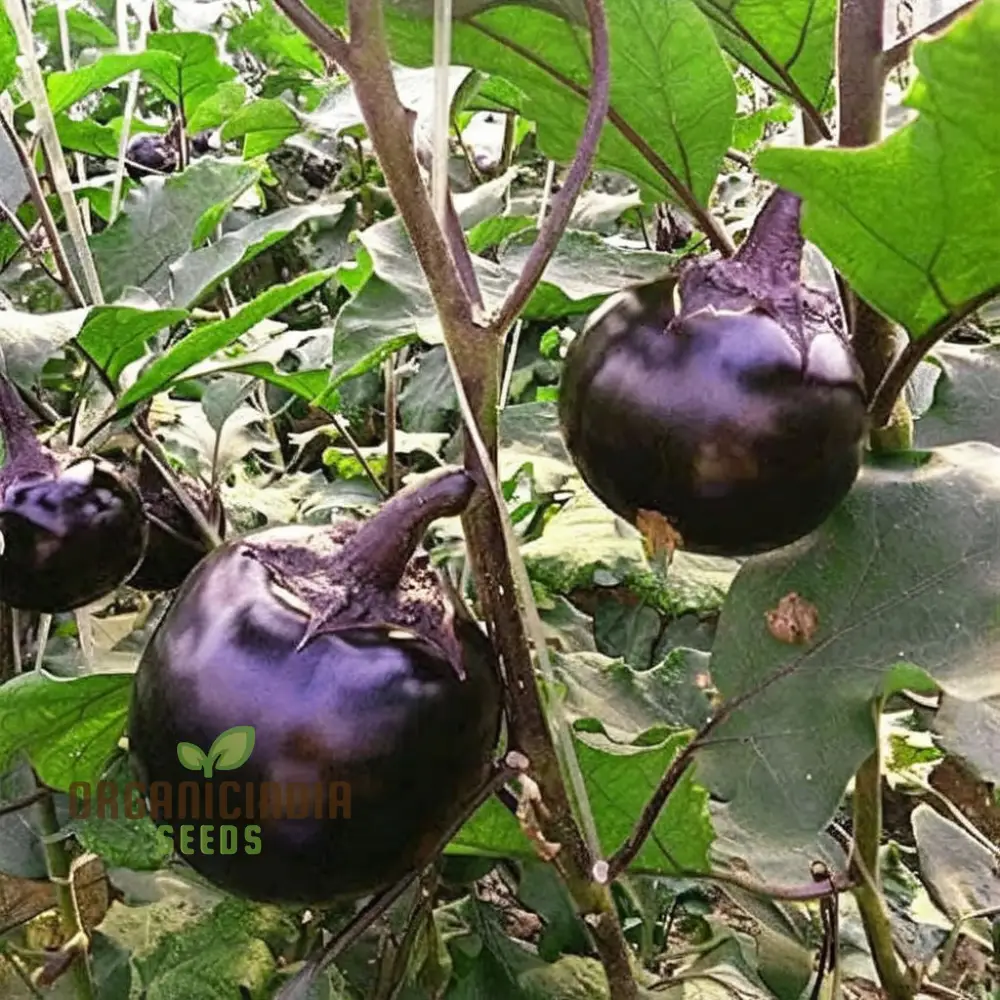 Round Purple Eggplant Vegetable Seeds, Grow Your Own Flavorful and Nutritious Produce - Image 3