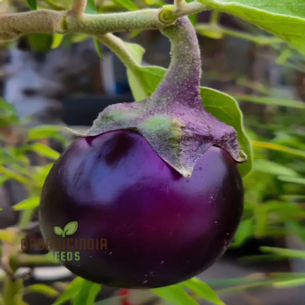 Round Purple Eggplant Vegetable Seeds, Grow Your Own Flavorful and Nutritious Produce - Image 4