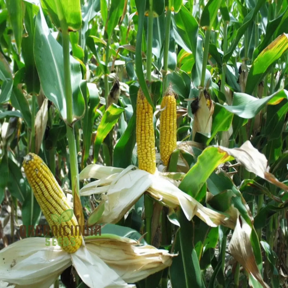 Corn Planting Seeds, Ensuring Resilient Growth for Your Fields - Image 3