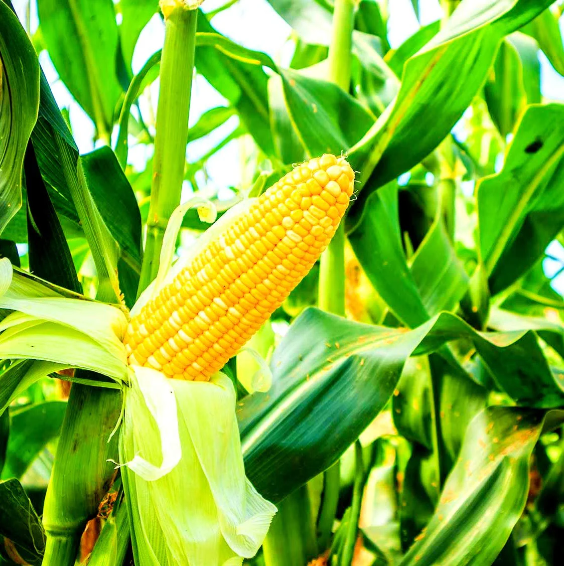Corn Planting Seeds, Ensuring Resilient Growth for Your Fields - Image 5