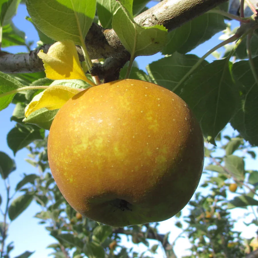 Roxbury Russet Apple Seeds for Planting – Golden-Brown Skin, Spicy & Sweet Heirloom Apples