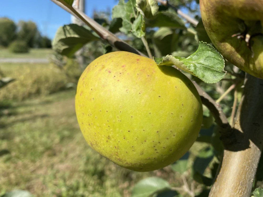 Roxbury Russet Apple Seeds for Planting – Golden-Brown Skin, Spicy & Sweet Heirloom Apples - Image 2