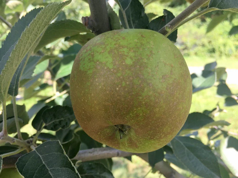 Roxbury Russet Apple Seeds for Planting – Golden-Brown Skin, Spicy & Sweet Heirloom Apples - Image 3