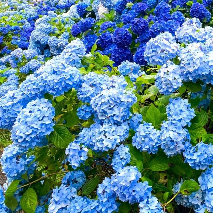 Royal Blue Hydrangea Seeds - Vibrant Blooms for Your Garden, Planting Instructions Included - Image 4