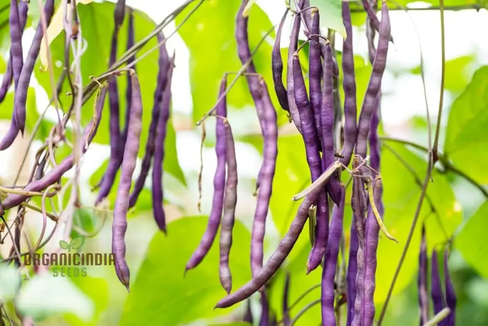 Royal Burgundy Seeds - Premium Quality for Vibrant Gardens | Buy Seeds for Planting Online
