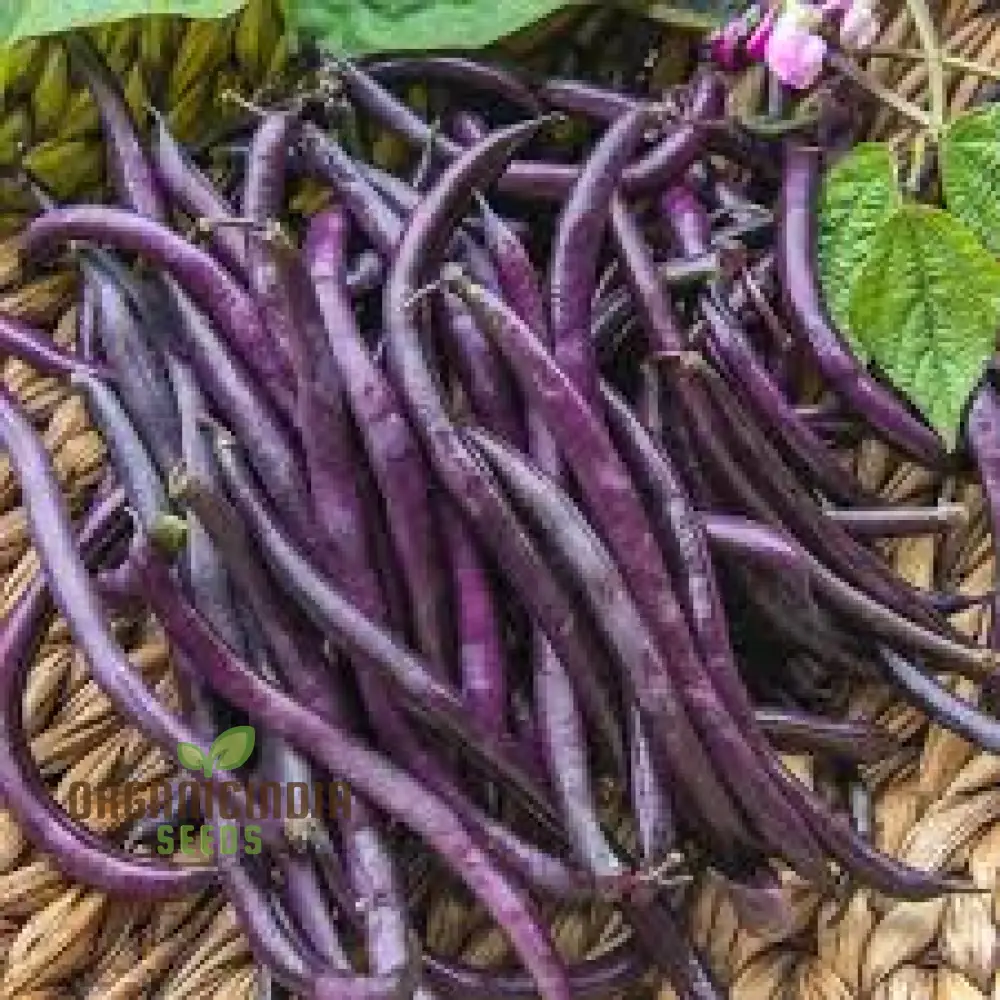 Royal Burgundy Seeds - Premium Quality for Vibrant Gardens | Buy Seeds for Planting Online - Image 3