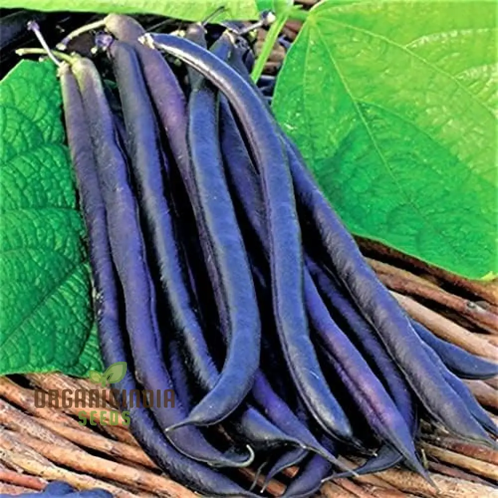Royal Burgundy Seeds - Premium Quality for Vibrant Gardens | Buy Seeds for Planting Online - Image 4