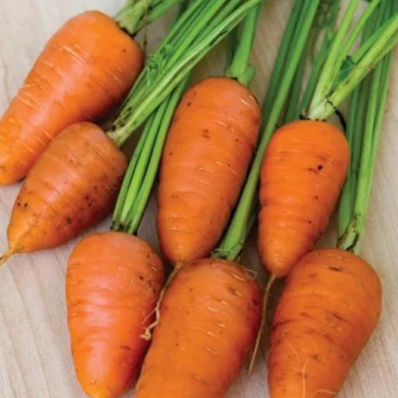 Royal Chantenay Carrot Seeds – Heirloom, Sweet & Crisp - Grow Your Own Carrots