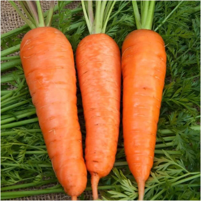 Royal Chantenay Carrot Seeds – Heirloom, Sweet & Crisp - Grow Your Own Carrots - Image 2