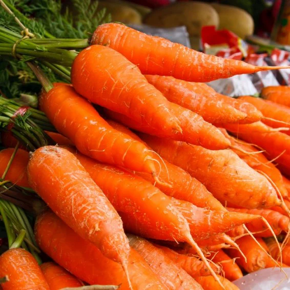 Royal Chantenay Carrot Seeds – Heirloom, Sweet & Crisp - Grow Your Own Carrots - Image 3