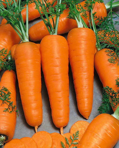 Royal Chantenay Carrot Seeds – Heirloom, Sweet & Crisp - Grow Your Own Carrots - Image 4
