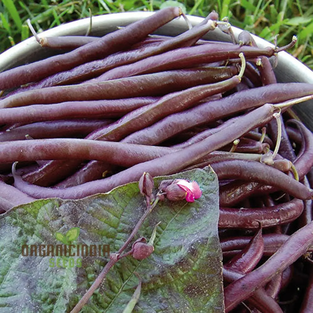 Royalty Purple Pod Bean Seeds For Planting - Image 3