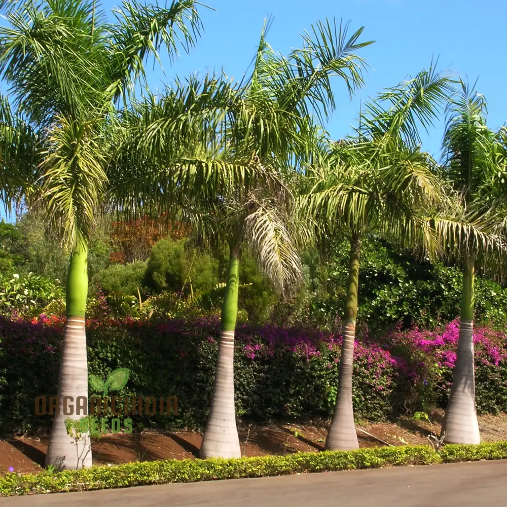 Roystonea Regia Tree Seeds For Planting, How to Plant and Cultivate the Iconic Royal Palm Tree for a Lush and Elegant Landscape