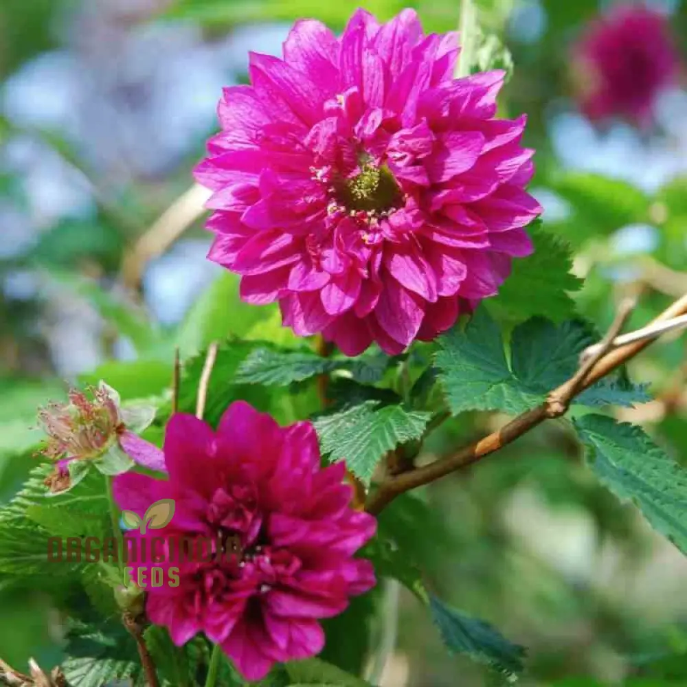 Rubus Spectabilis Flore Plena Flower Seeds For Planting, Grow Stunning Double Flowered Salmon Berry - Image 3