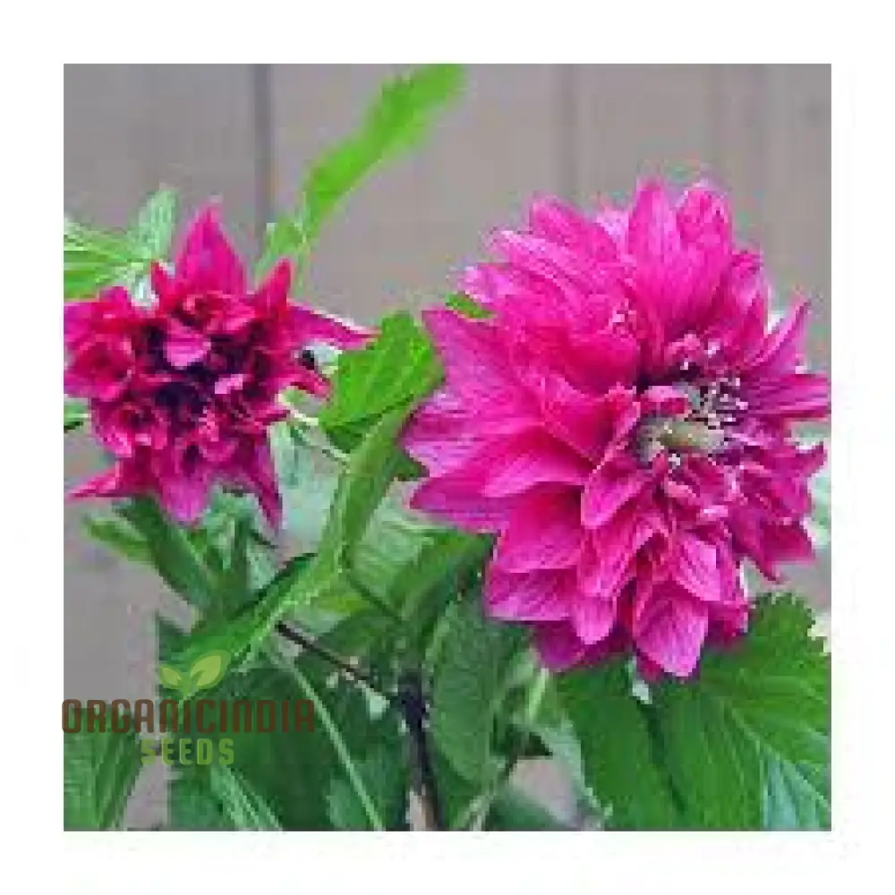 Rubus Spectabilis Flore Plena Flower Seeds For Planting, Grow Stunning Double Flowered Salmon Berry - Image 4