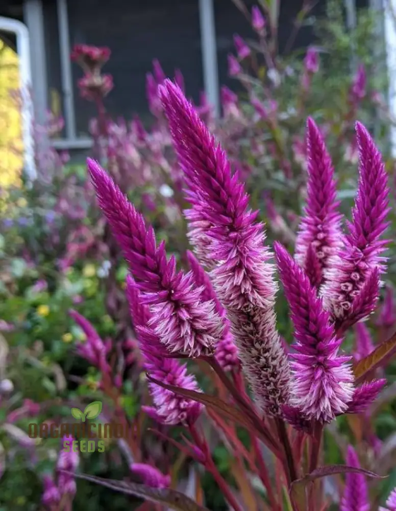 Ruby Parfait Flower Seeds, Enhance Your Garden with Radiant Beauty Using Expert Planting and Gardening Techniques