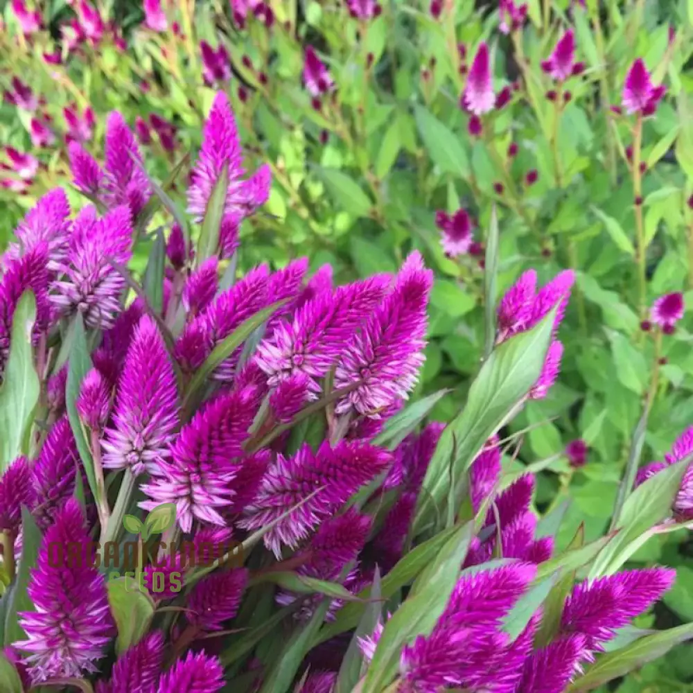 Ruby Parfait Flower Seeds, Enhance Your Garden with Radiant Beauty Using Expert Planting and Gardening Techniques - Image 3