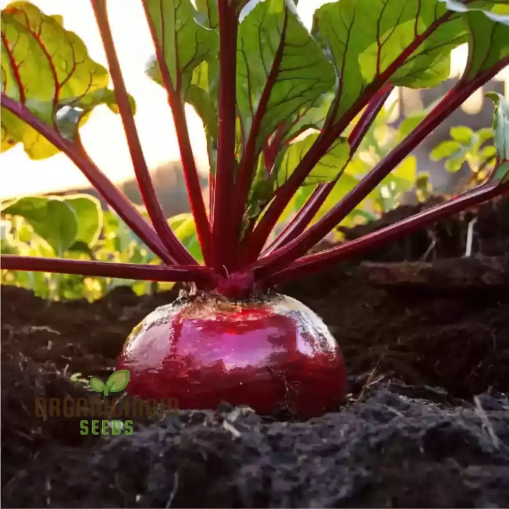Ruby Queen Beetroot Seeds for a Bountiful Harvest, Expert Gardening Guide: Planting and Growing