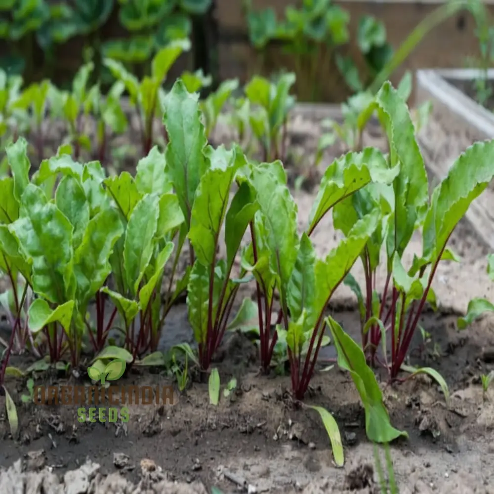 Ruby Queen Beetroot Seeds for a Bountiful Harvest, Expert Gardening Guide: Planting and Growing - Image 3