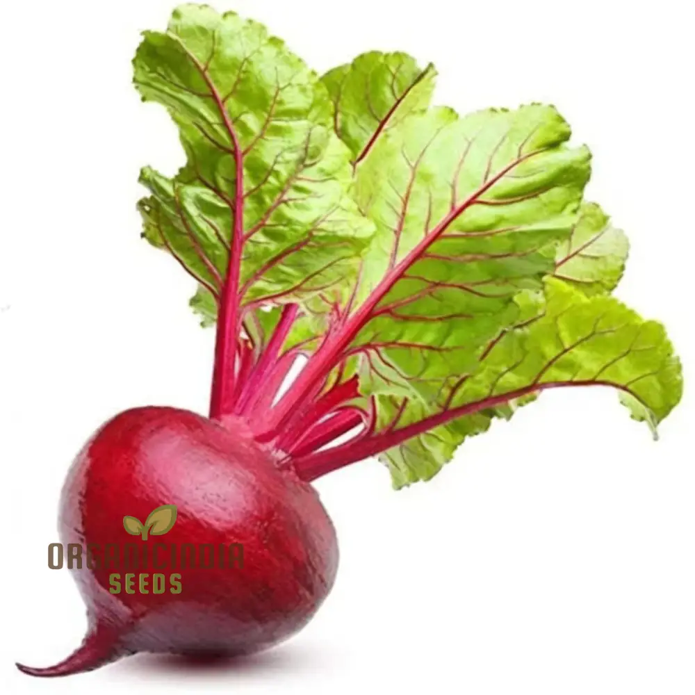 Ruby Queen Beetroot Seeds for a Bountiful Harvest, Expert Gardening Guide: Planting and Growing - Image 4