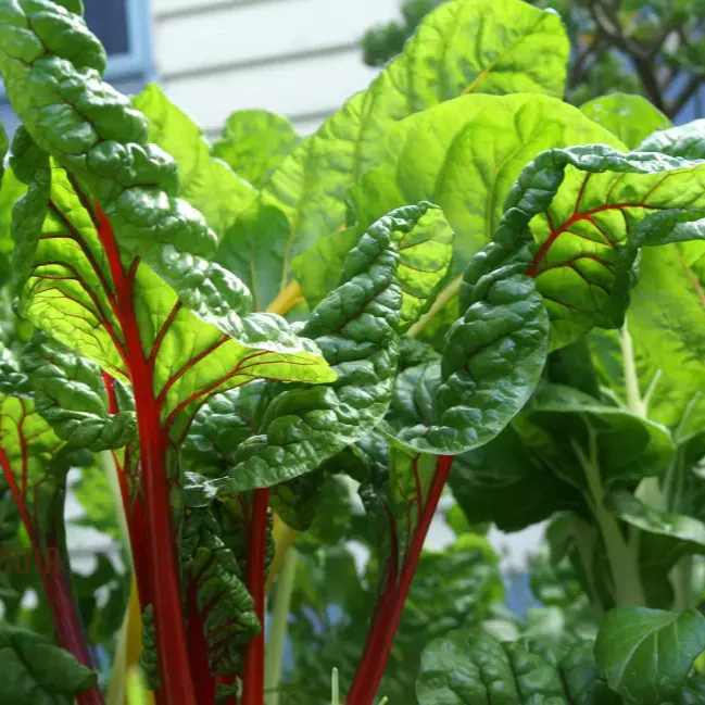 Ruby Red Silverbeet Seeds for Planting and Gardening - High-Quality Organic Seeds