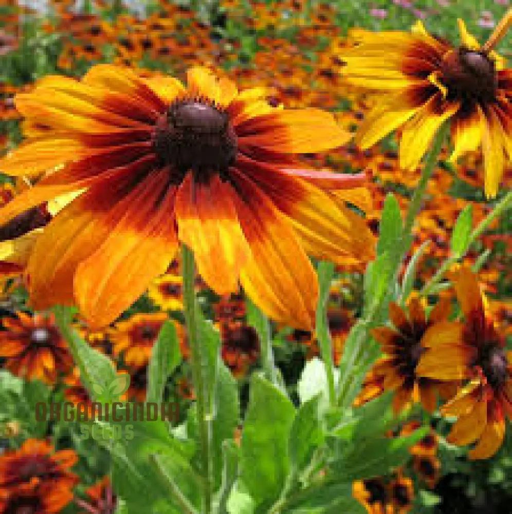 Rudbeckia Autumn Colors Seeds - Bring Vibrant Autumn Hues to Your Garden with Rudbeckia Flowers