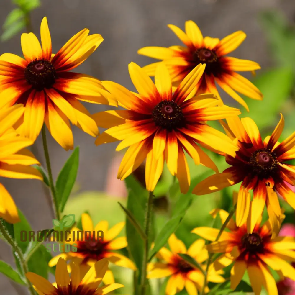 Rudbeckia Autumn Colors Seeds - Bring Vibrant Autumn Hues to Your Garden with Rudbeckia Flowers - Image 3