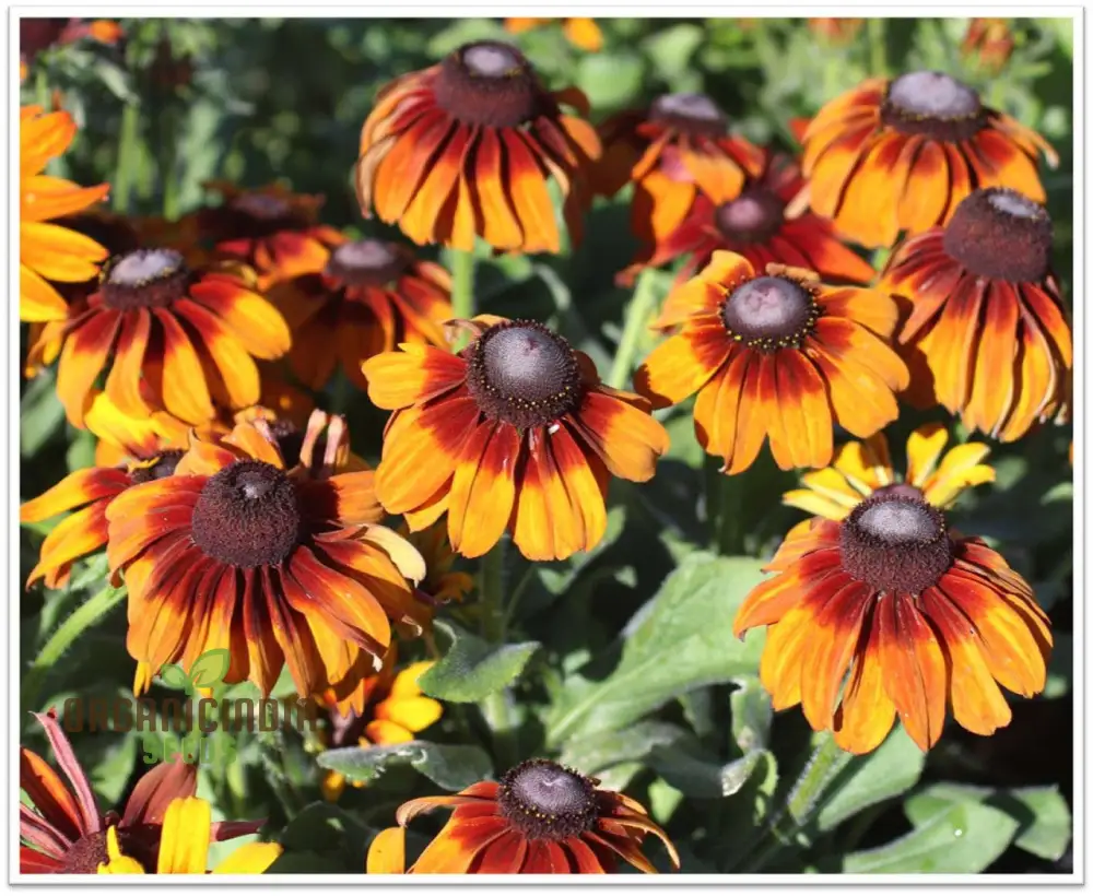 Rudbeckia Autumn Colors Seeds - Bring Vibrant Autumn Hues to Your Garden with Rudbeckia Flowers - Image 4
