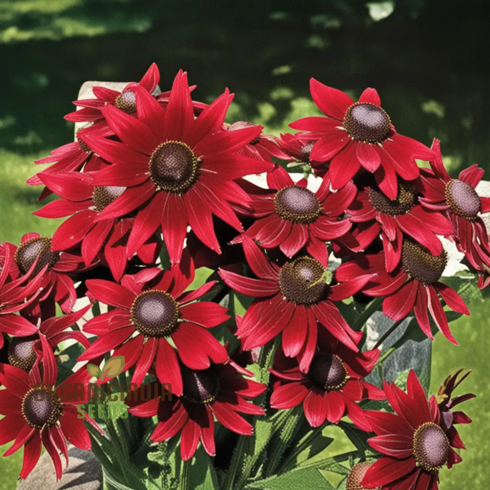 Rudbeckia Cherry Brandy Flowers Seeds, renowned for their deep red hues and captivating presence in gardens,