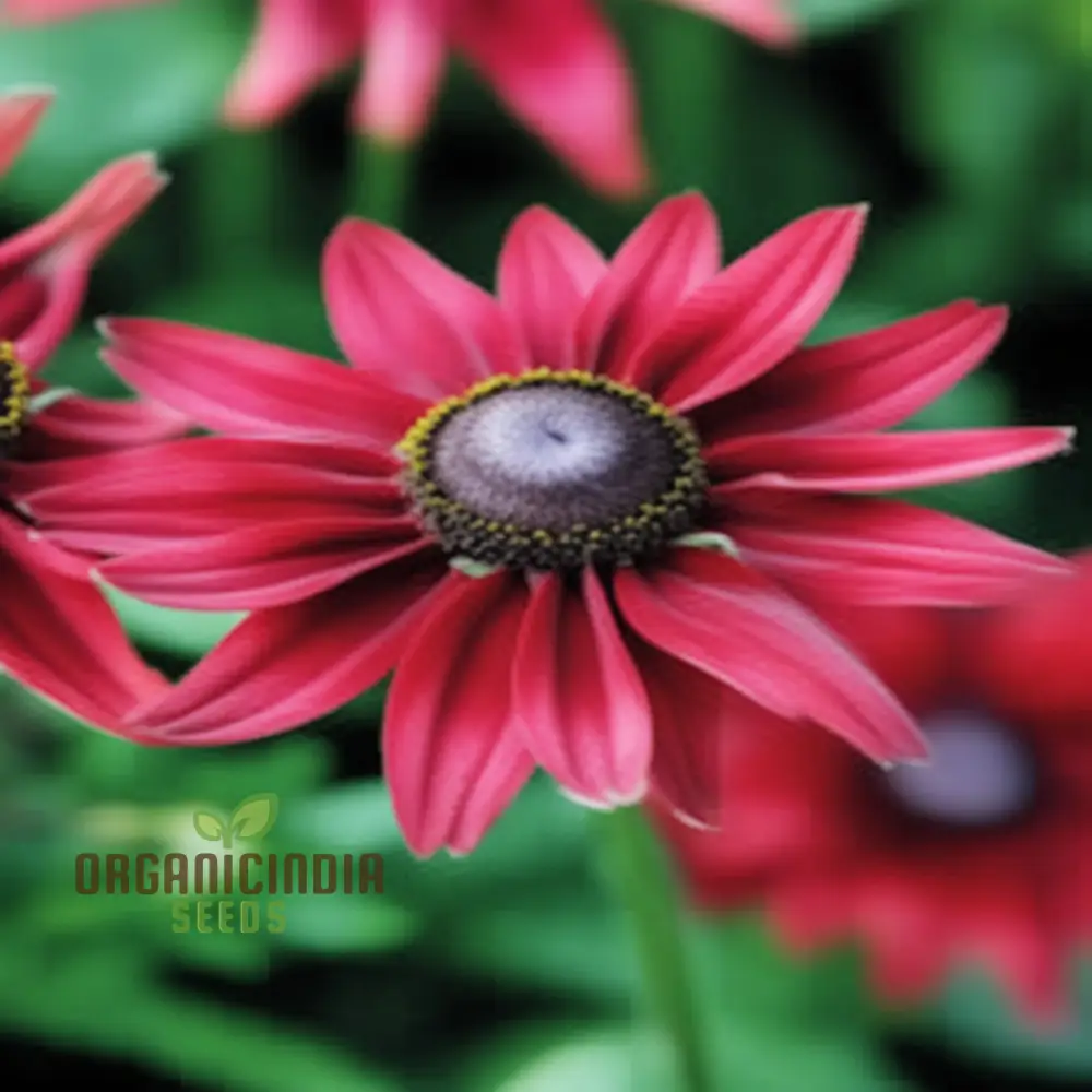 Rudbeckia Cherry Brandy Flowers Seeds, renowned for their deep red hues and captivating presence in gardens, - Image 3