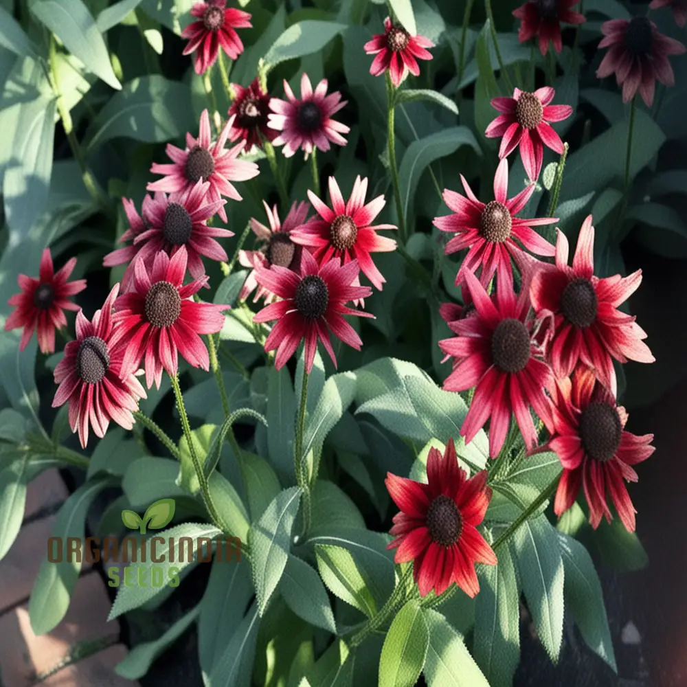 Rudbeckia Cherry Brandy Flowers Seeds, renowned for their deep red hues and captivating presence in gardens, - Image 4