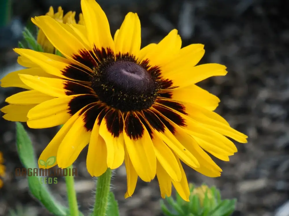 Rudbeckia Hirta 'Goldeneye' Seeds For Planting, Vibrant Black-Eyed Susan for Your Garden"