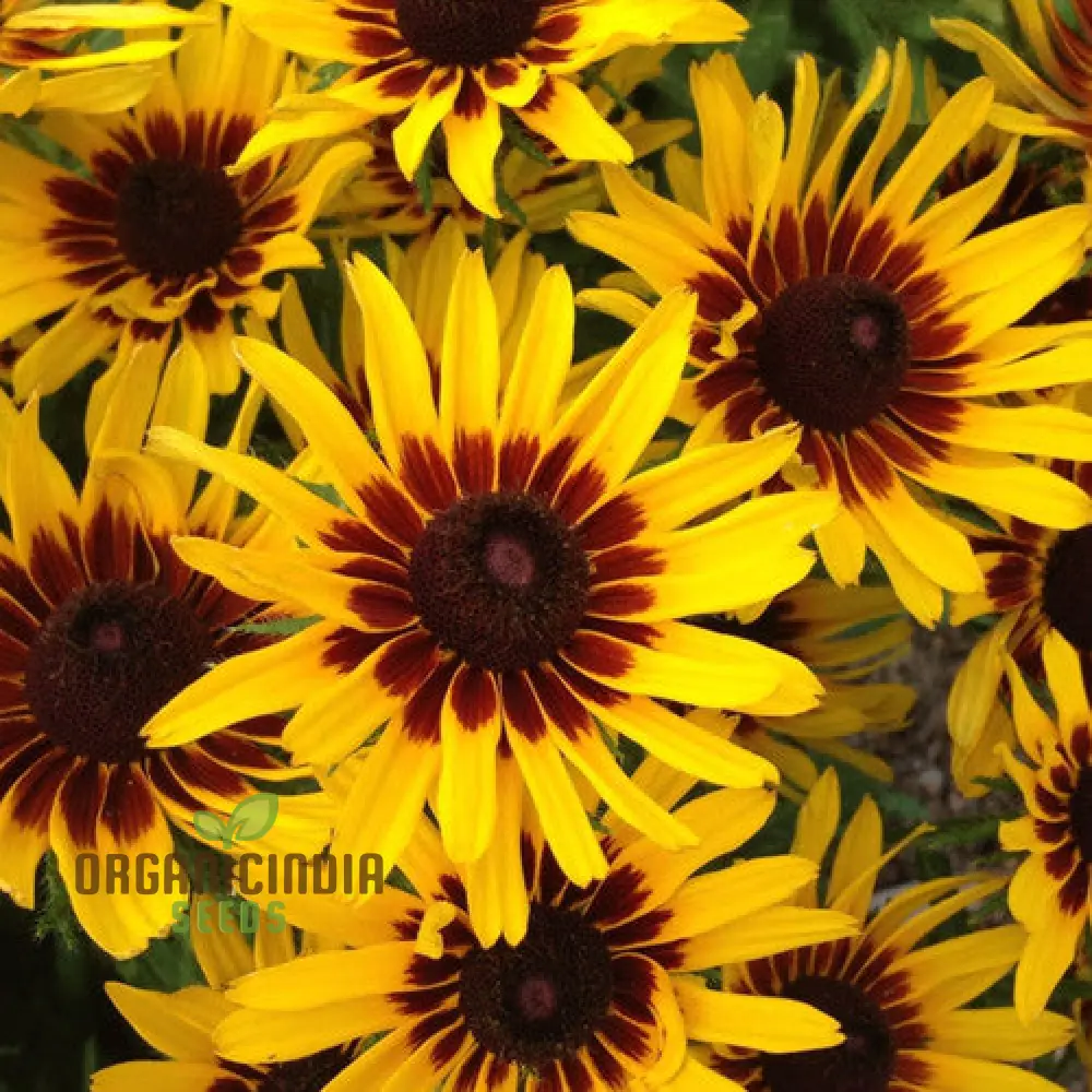 Rudbeckia Hirta 'Goldeneye' Seeds For Planting, Vibrant Black-Eyed Susan for Your Garden" - Image 3