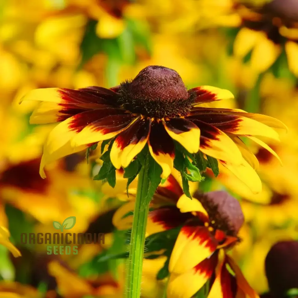 Rudbeckia Hirta 'Goldeneye' Seeds For Planting, Vibrant Black-Eyed Susan for Your Garden" - Image 4