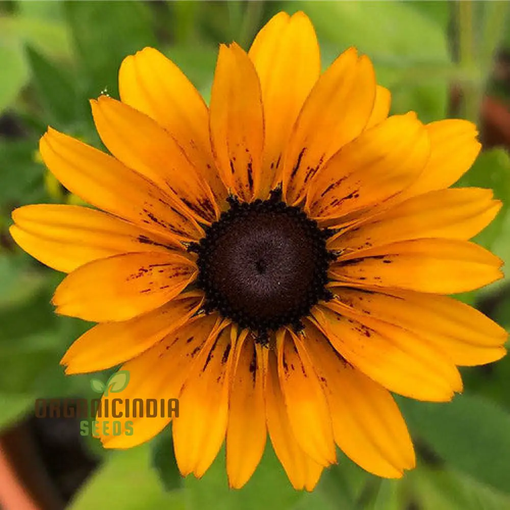 Rudbeckia Hirta 'Marmalade' Flower Seeds For Planting, Vibrant Marmalade Black-Eyed Susans for Beautiful Blooms