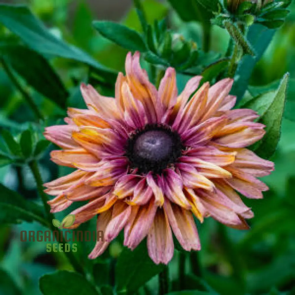Rudbeckia Hirta 'Sahara' Flower Seeds For Planting, Beautiful Sahara Black-Eyed Susans for a Colorful Garden Display