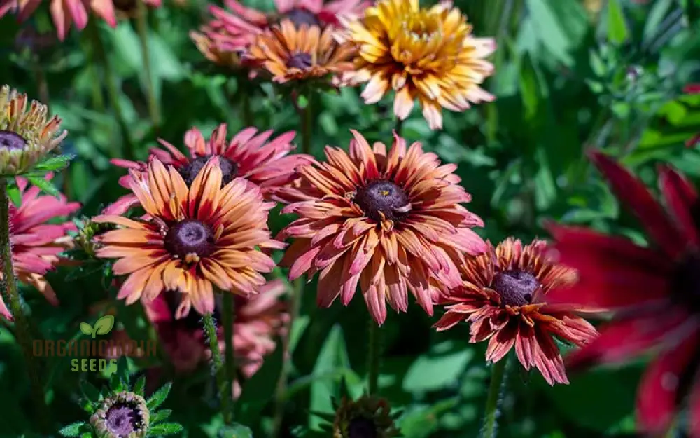 Rudbeckia Hirta 'Sahara' Flower Seeds For Planting, Beautiful Sahara Black-Eyed Susans for a Colorful Garden Display - Image 3